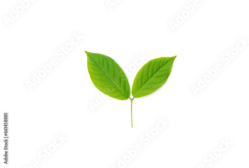 Tropical green leaves isolated on white background.
Set of tropical leaves isolated on beautiful white background. tropical exotic leaves.

