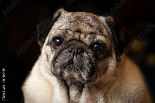 Close-up low key portrait of a senior beige pug looking at the camera