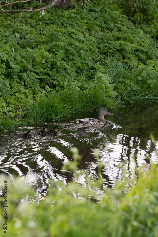 Anas platyrhynchos-Mallard-Canard colvert-IUCN=LC-B027_026_016 Anas platyrhynchos-Mallard-Canard colvert-IUCN=LC-B027_026_016