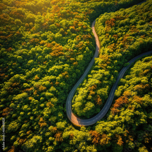 Curvy Road in Summer Pine Forest. Green summer forest