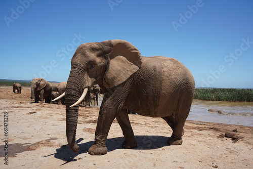 An African elephant walks away from a watering hole after a drink. 