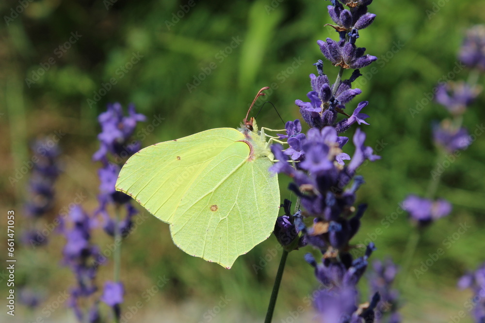 common brimstone yellow butterfly on blue lavender common brimstone yellow butterfly on blue lavender