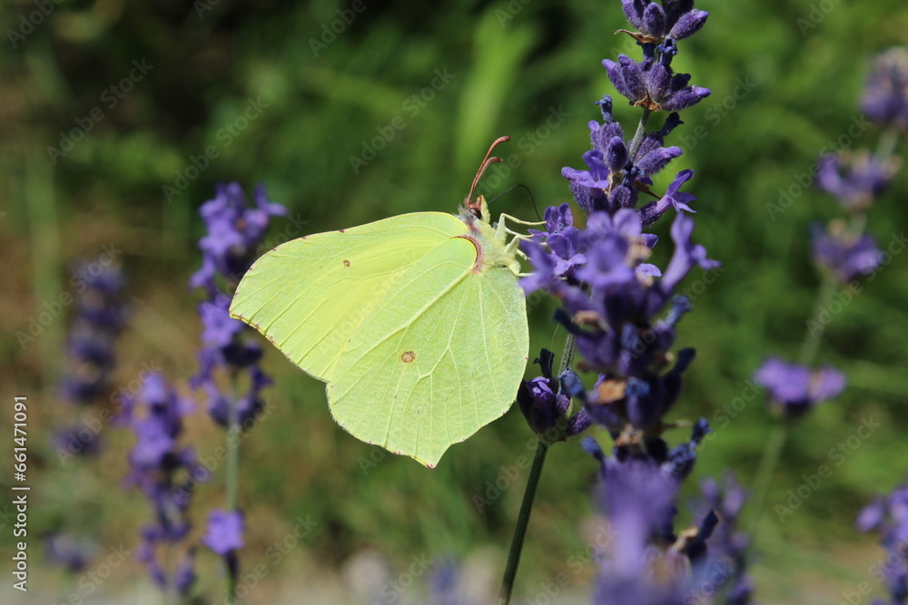common brimstone yellow butterfly on blue lavender common brimstone yellow butterfly on blue lavender