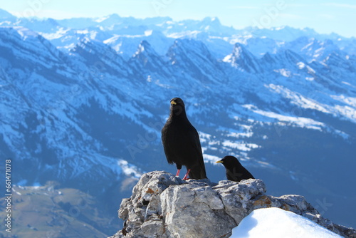 Mountain chough in the mountains, Churfirsten, animals, birds, mountain chough, black bird,