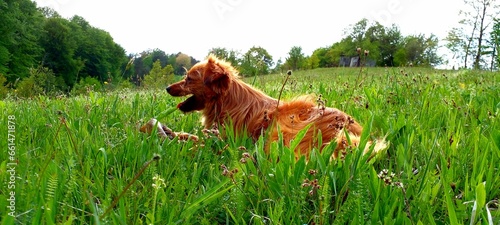 dog on the grass