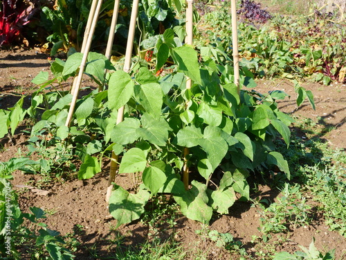 Schilderij op canvas Autumn sowing runner bean, bean towers in September, sown in August, young plant