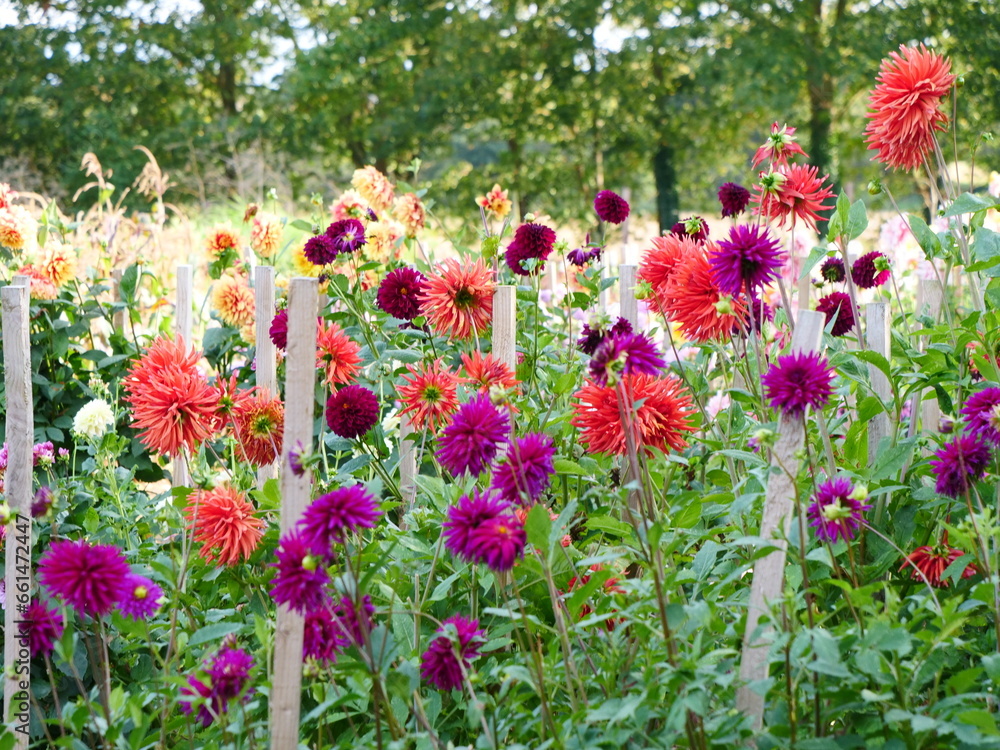 Fototapeta premium Dahlias garden in October, Suffolk, UK