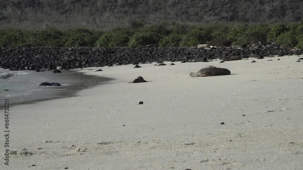 Group of galapagos sea lion, Zalophus wollebaeki, on the white sand beach of the galapagos islands in the pacific ocean of the coast of Ecuador with turquoise water in the background. Group of galapagos sea lion, Zalophus wollebaeki, on the white sand beach of the galapagos islands in the pacific ocean of the coast of Ecuador with turquoise water in the background.