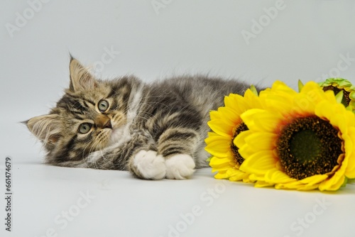 Fototapeta Naklejka Na Ścianę i Meble -  Siberian kitten on a white background with a sunflower