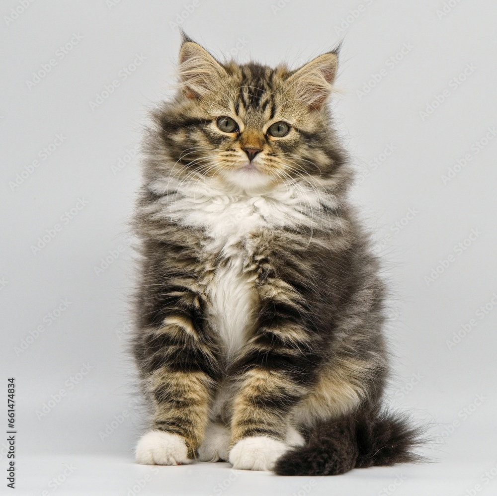 Obraz premium Siberian kitten on a white background