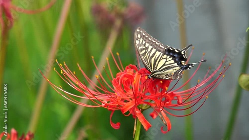 Asian swallowtail (Papilio xuthus) nectaring and flying a Red spider lily (Lycoris radiata)
 photo