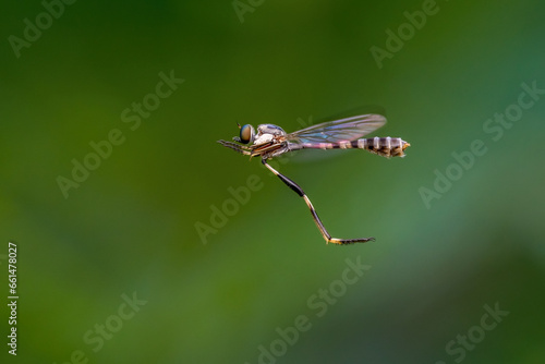 dragonfly, a dragonfly with a blurry and very beautiful background © parianto
