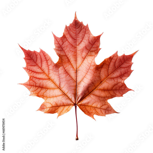 front view of Maple leaf isolated on a white transparent background 