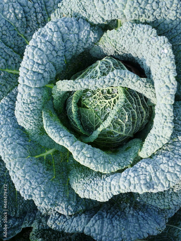 Fototapeta premium Savoy Cabbage in Autumn Garden, allotment growing, September 2023