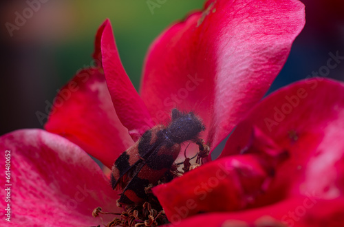 macro bug sitting on flower