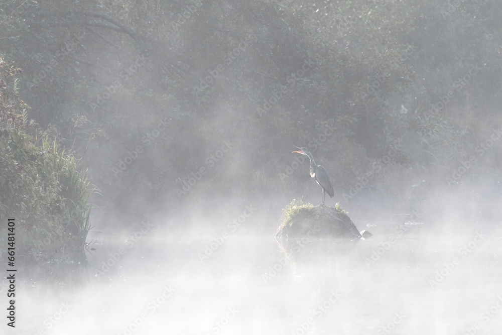 Obraz premium Altmühltal Reiher