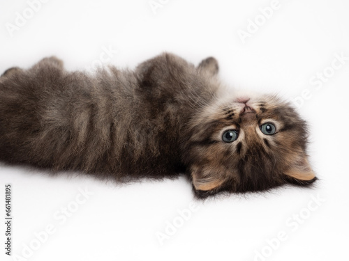 Cute tabby kitten portrait on white background