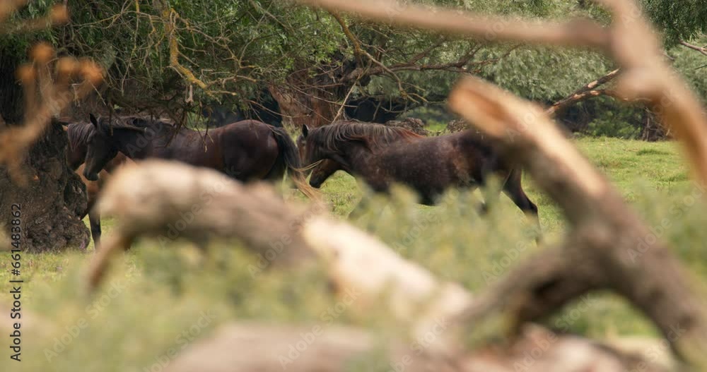 Herd of wild horses walking in nature Herd of wild horses walking in nature