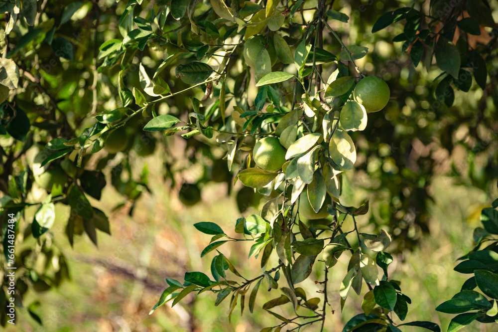 olive branch olive branch