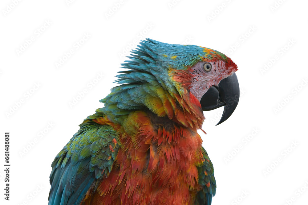 Detail of a macaw parrots head