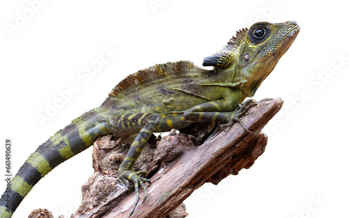 Angle head lizard   Gonocephalus bornensis   on tree trunk