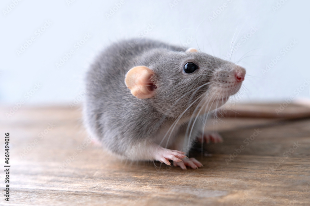 close up portrait of Funny and Cute beautiful gray decorative domestic Fancy rat, Rattus norvegicus domestica, concept care and maintenance, optimal conditions for keeping pets close up portrait of Funny and Cute beautiful gray decorative domestic Fancy rat, Rattus norvegicus domestica, concept care and maintenance, optimal conditions for keeping pets
