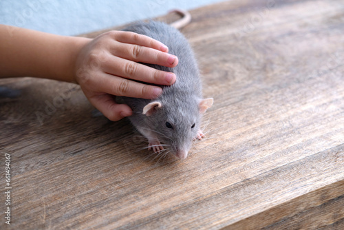 close up positive child playing with Funny gray decorative domestic Fancy rat, Rattus norvegicus domestica, concept Alternative Therapies with Animals, care and maintenance