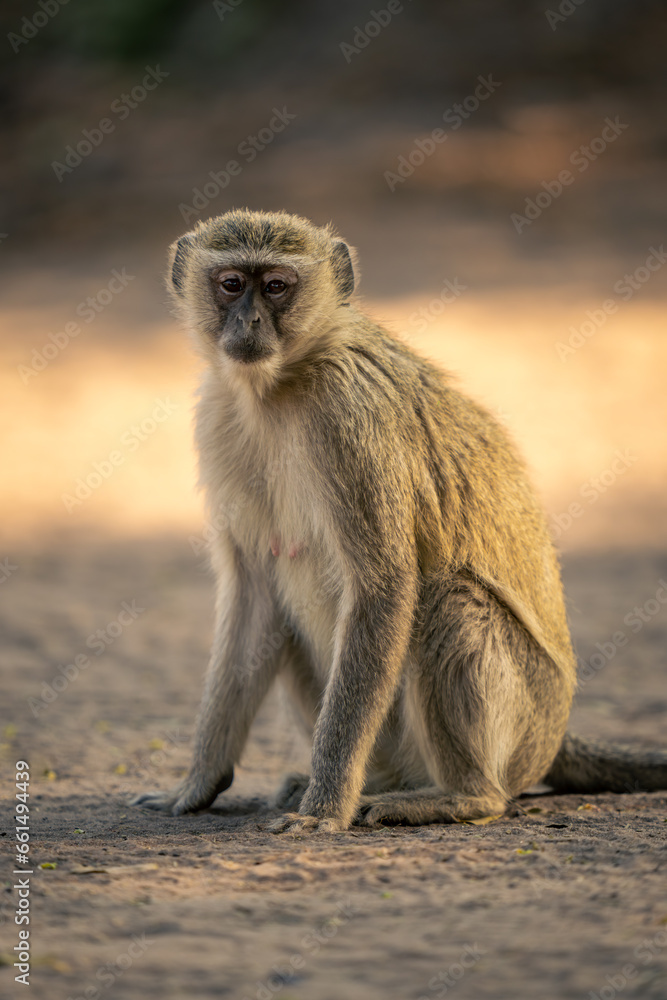 Vervet monkey sits on sand watching camera