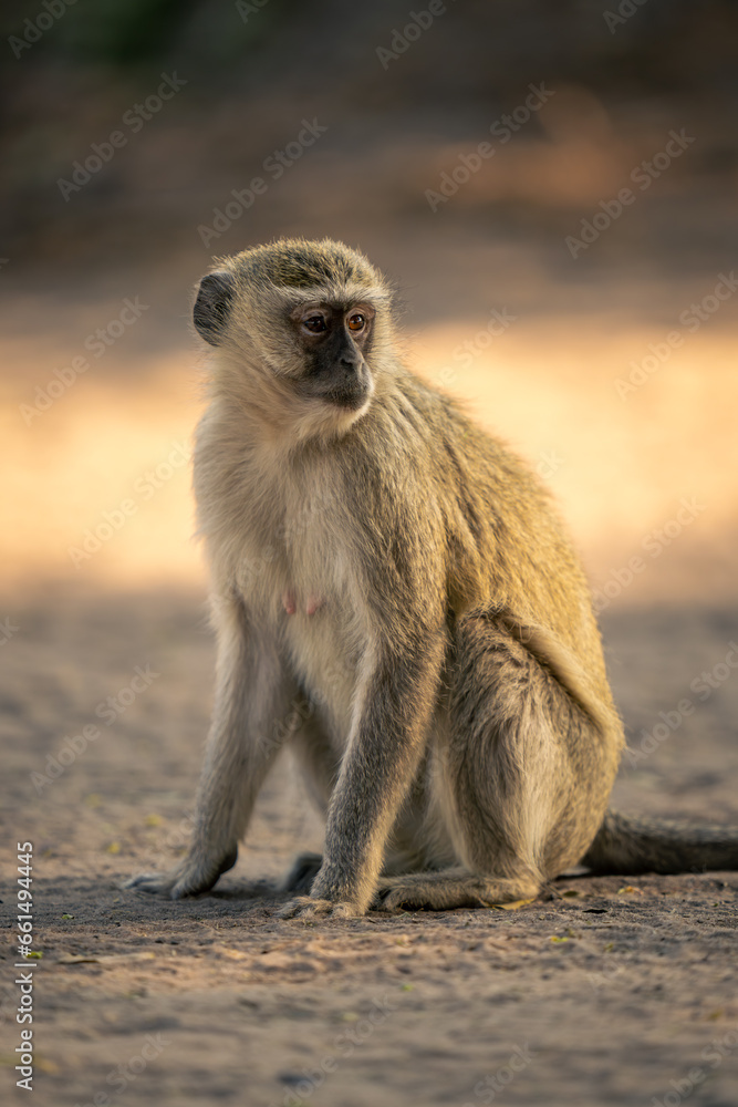 Vervet monkey sits on sand turning head