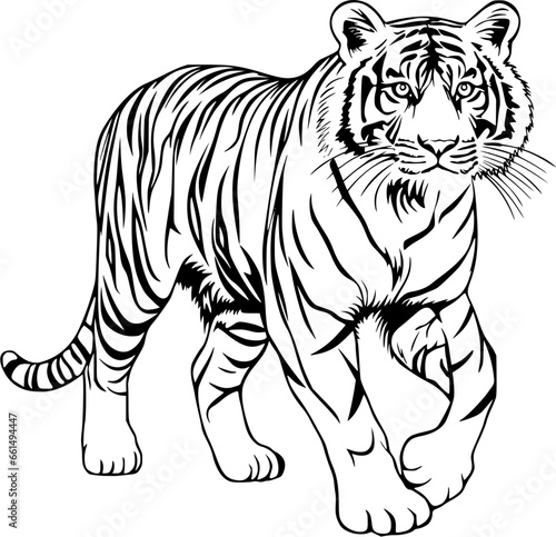 Tiger Hand Drawn Realistic Detailed Coloring Book Animal Illustrations