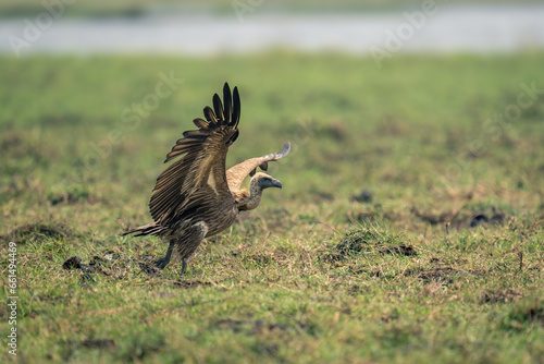 White-backed vulture lands on grass spreading wings