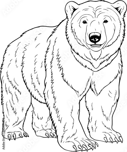 Bear Hand Drawn Realistic Detailed Coloring Book Animal Illustrations