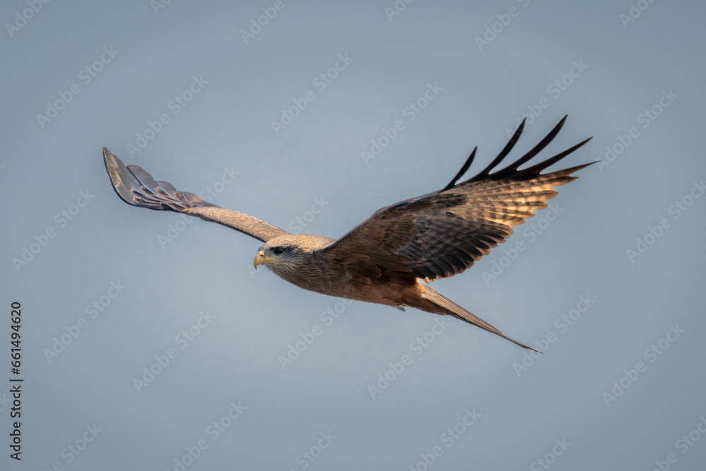 Yellow-billed kite soars under perfect blue sky