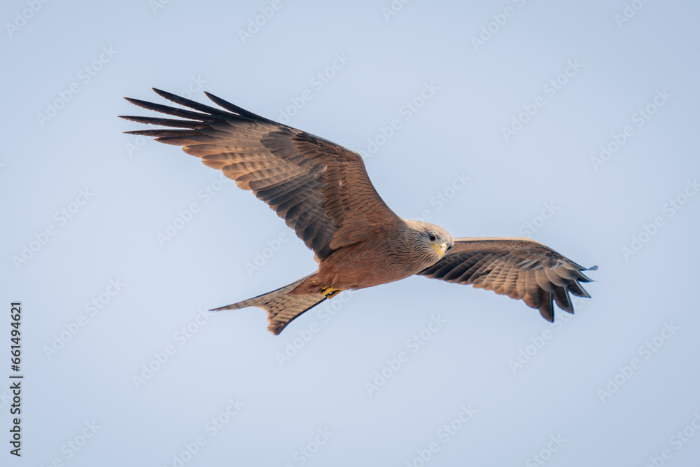 Yellow-billed kite glides through sky looking down Yellow-billed kite glides through sky looking down