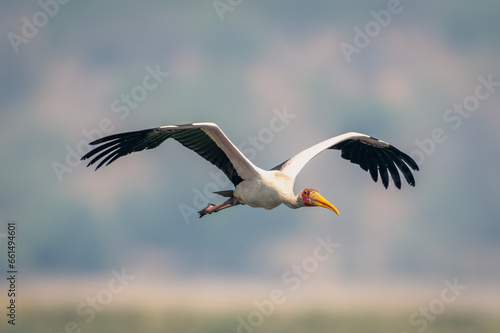 Yellow-billed stork flies with wings spread out