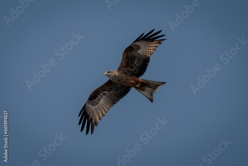 Yellow-billed kite with catchlight in blue sky © Nick Dale