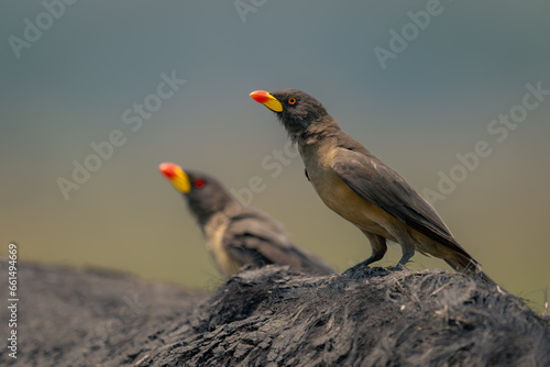 Yellow-billed oxpeckers on spine of Cape buffalo