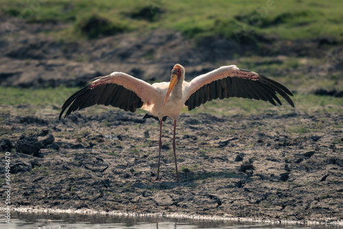 Yellow-billed stork stands by river spreading wings