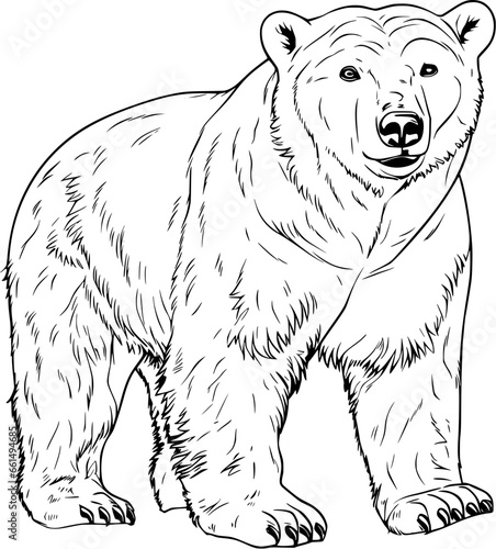 Polar Bear Hand Drawn Realistic Detailed Coloring Book Animal Illustrations