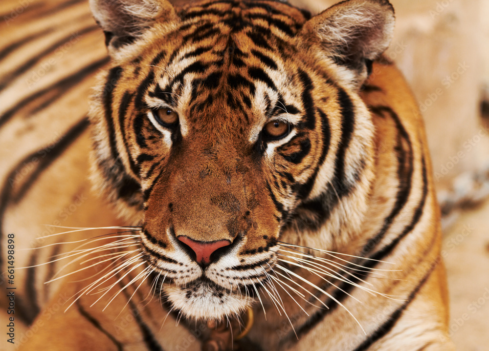 Obraz premium Zoo, wildlife and closeup of tiger in the sand by circus for majestic entertainment or safari. Animal, feline and zoom of exotic big cat in desert or dune in outdoor conservation or habitat in India.