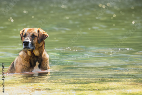 A beautiful dog sits on the bank of the river. The dog swims in clear, blue water. Background with copy space
