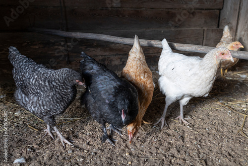 Rooster with chickens on a farm in a wooden room
