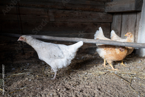 Rooster with chickens on a farm in a wooden room