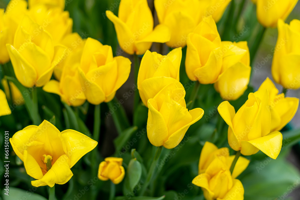 Yellow tulips bloom in spring. Tulip flower nature. Floral background. Botanical garden. Flowering buds. Blooming mood. Beautiful aesthetic petal plant. Field Yellow tulips bloom in spring. Tulip flower nature. Floral background. Botanical garden. Flowering buds. Blooming mood. Beautiful aesthetic petal plant. Field