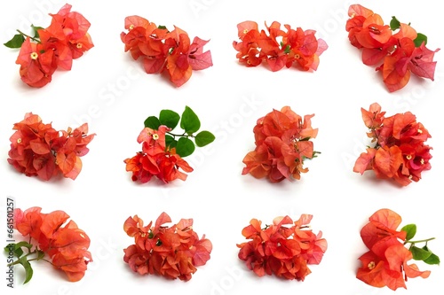 Set of Small Orange Bougainvillea Flowers on white Background. Photos taken from various directions. This asset is very suitable for creating nature-themed designs Set 1