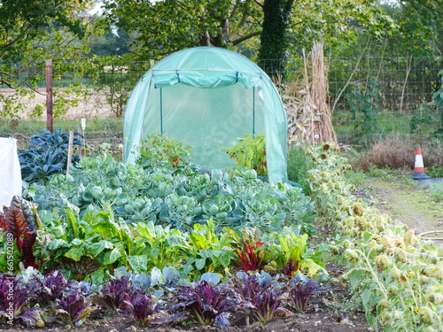 Slika na platnu Polytunnel and vegetables, allotment garden, suffolk, uk, october 2023