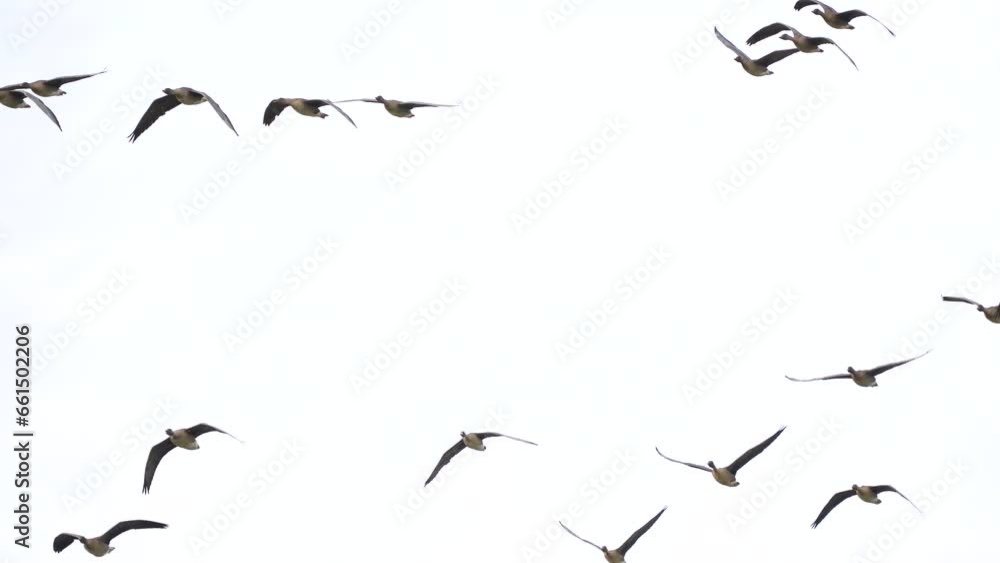 flock of geese is flying towards flock of geese is flying towards