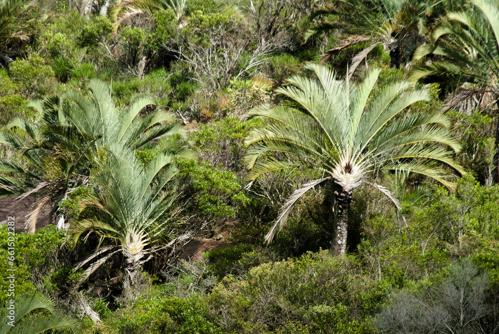 Palmier de Fort Dauphin, Neodypsis decaryl, Madagascar Palmier de Fort Dauphin, Neodypsis decaryl, Madagascar