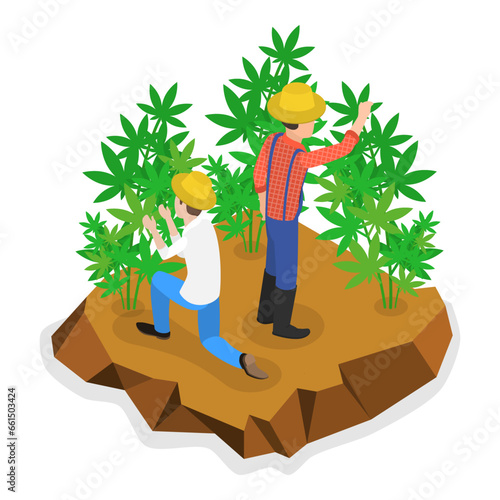 3D Isometric Flat Vector Illustration of Hemp Farm, Marijuana Production. Item 2