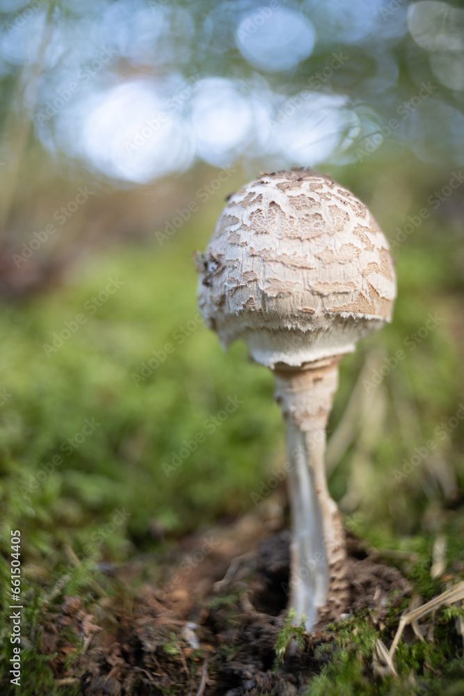 Pilz mit alten Objektiv fotografiert auffälliges Bokeh Pilz mit alten Objektiv fotografiert auffälliges Bokeh